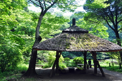 Pond at Meiji Jingū shrine