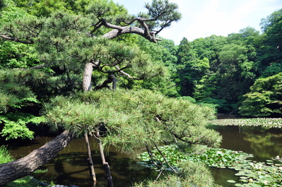 Pond at Meiji Jingū shrine