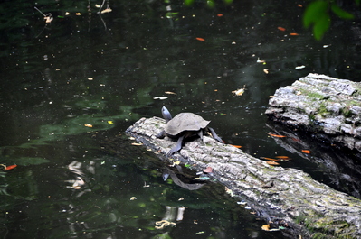 Turtle at Meiji Jingū shrine