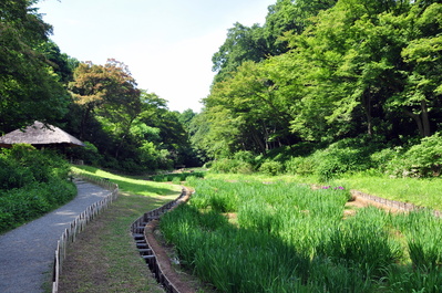 Iris fields at Meiji Jingū shrine