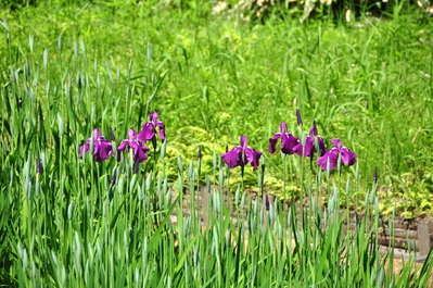 Iris fields at Meiji Jingū shrine