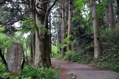 Avenue of Cedars