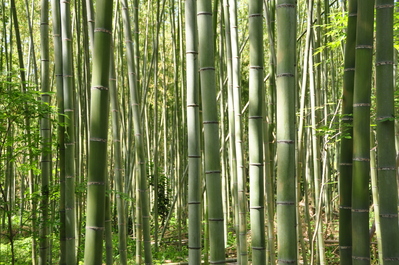 In the bamboo grove