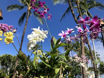 Orchids on the hotel grounds