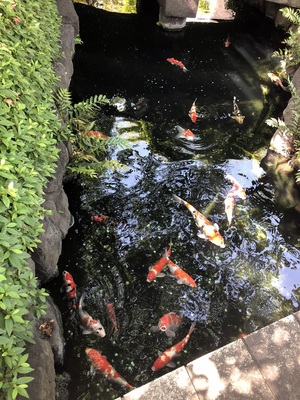Koi fish at Sensō-ji Buddhist Temple