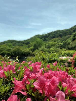 In the gardens of Tenryū-ji Temple