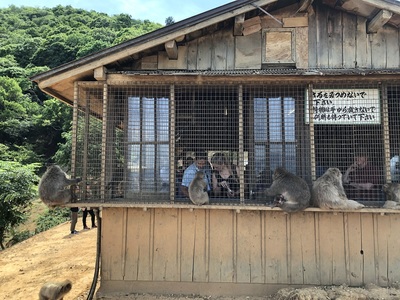 Monkies being fed from the human cage