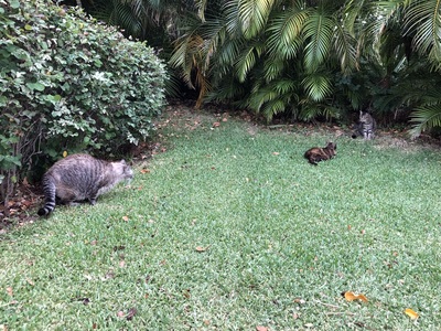 Stray, but healthy looking cats outside the hotel