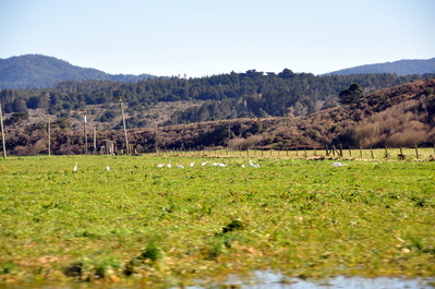Flock of cranes or something enjoying a flooded field