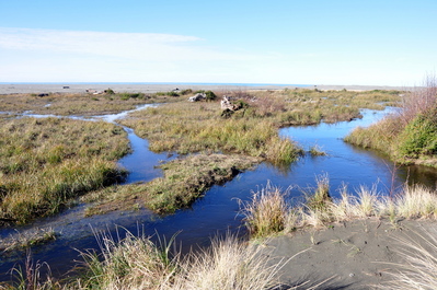 The bog/river we forded on Gold Bluffs Beach