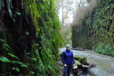 Fern Canyon