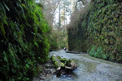 Fern Canyon