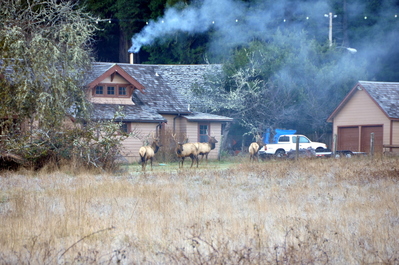 Elk at the entrance to Drury Parkway