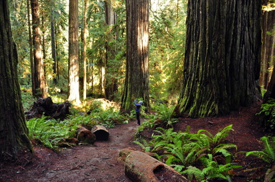 On Boy Scout Tree trail