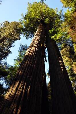 On Boy Scout Tree trail