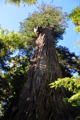 On Boy Scout Tree trail