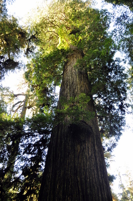 On Boy Scout Tree trail