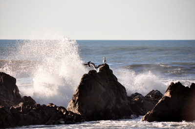 Birds in the waves