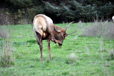 Elk!