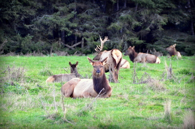 Elk!