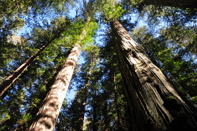 Hiking on the Homestead and Big Tree Loop