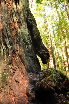 Hiking on the Homestead and Big Tree Loop