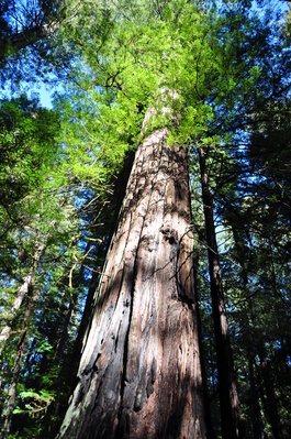 Hiking on the Homestead and Big Tree Loop