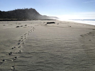 On Gold Bluffs Beach