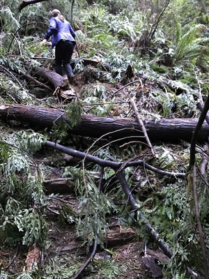Clambering over storm-fallen trees