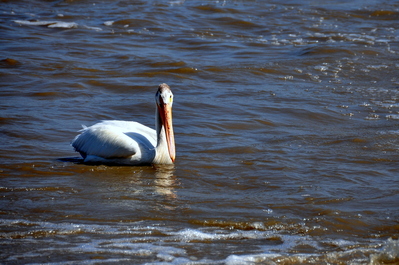 Pelicans!