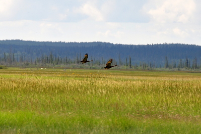 Sandhill Cranes in flight (the white blurs far in the distance, in the grass, are Whooping Cranes)
