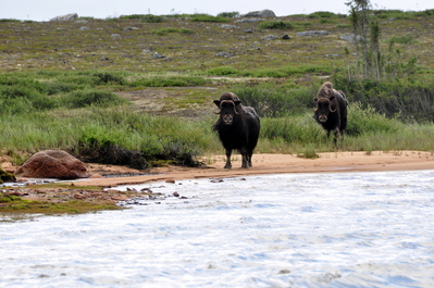 Muskox!