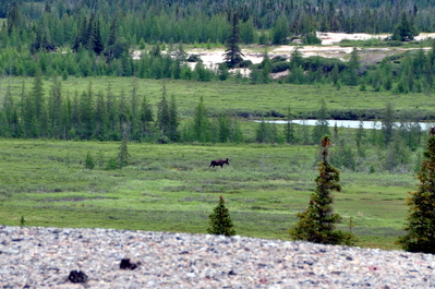 A majestic moose