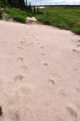Moose tracks