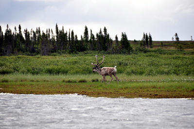 Caribou!