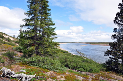 Stopping to go chase muskox