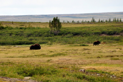 A big bull muskox. While the rest of them ran from us, he slowly lumbered along at the rear.