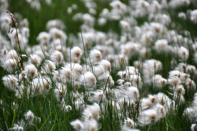 Cool fluffy flowers