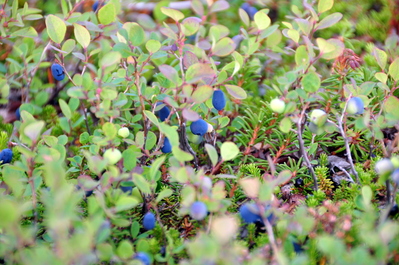 Blueberries just outside my tent