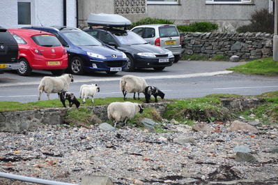 Sheep just wandering around town