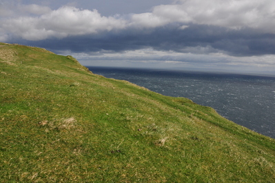 Pretty grass and sea