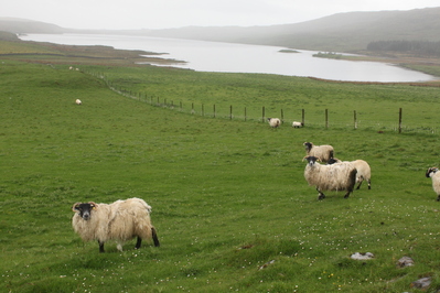 Sheep overlooking Finlaggan
