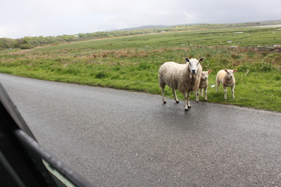 Sheep were on the roads everywhere today