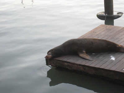 The ultra-lazy sea lion
