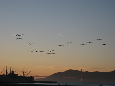 The crazy pelican-thingers that flew by as we watched the sea lions