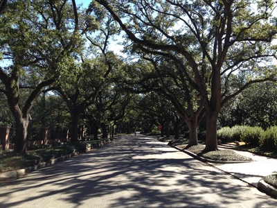 Old oak trees on a secluded street in Houston