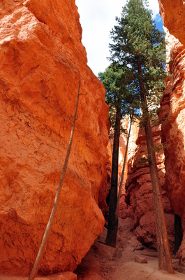 In Bryce Canyon