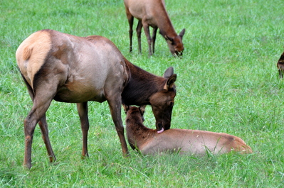 Elk!