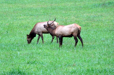 One of the juvenile elk