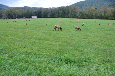 So many elk